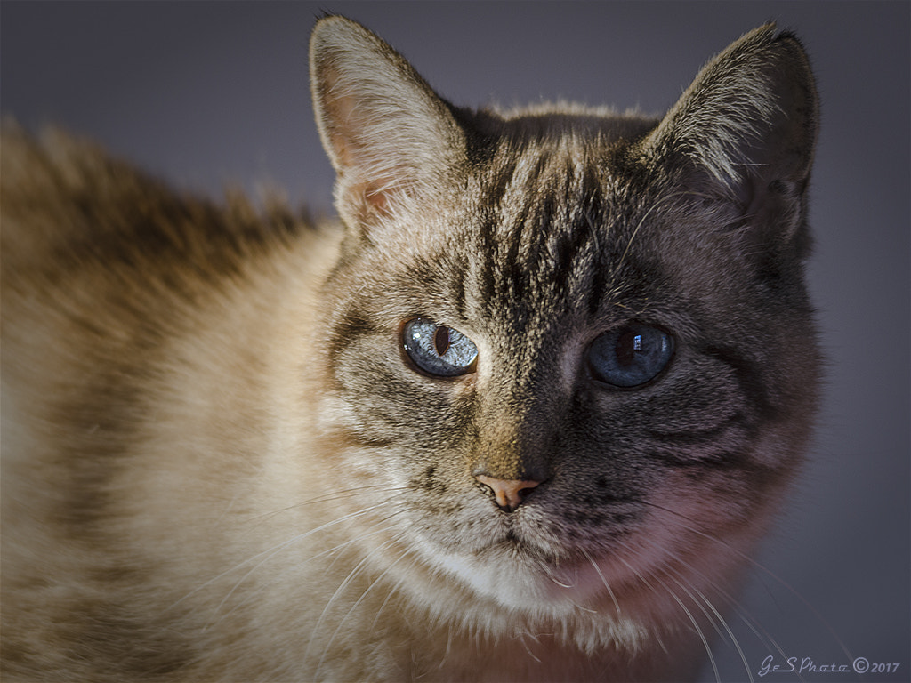 Sigma 120-400mm F4.5-5.6 DG OS HSM sample photo. Blue eyes photography