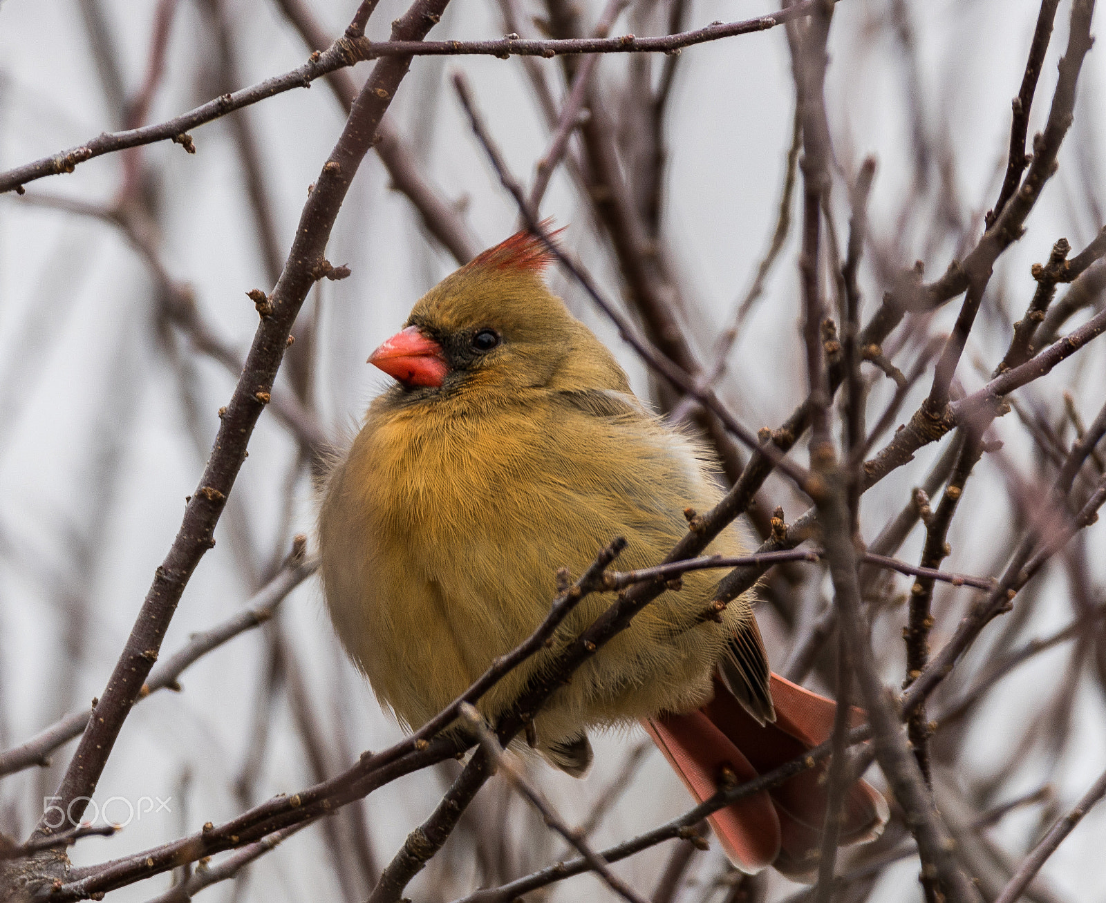 150-600mm F5-6.3 DG OS HSM | Contemporary 015 sample photo. Female northern cardinal perched in a tree photography