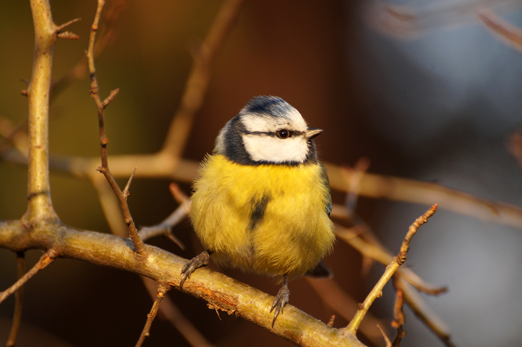 Sony DT 55-300mm F4.5-5.6 SAM sample photo. Modraszka photography