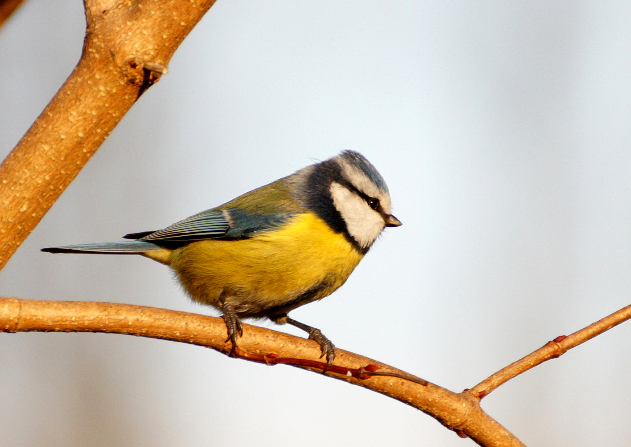 Sony DT 55-300mm F4.5-5.6 SAM sample photo. Modraszka photography