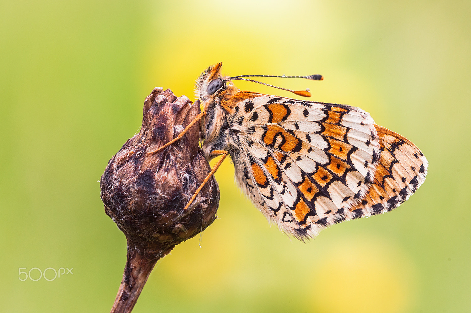 Sigma 150mm F2.8 EX DG Macro HSM sample photo. Glanville fritillary (melitaea cinxia) photography