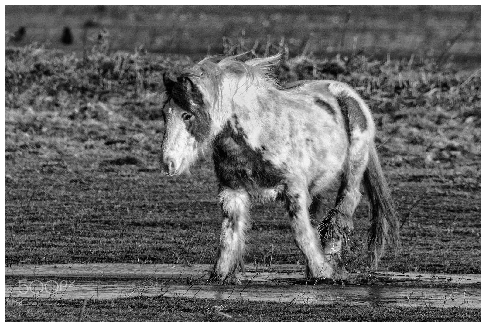 Sigma 150-600mm F5-6.3 DG OS HSM | C sample photo. Pony plodge photography