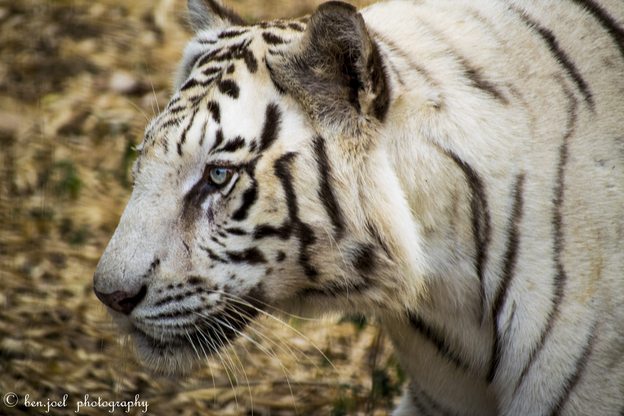 Nikon D5300 + Sigma 70-300mm F4-5.6 DG OS sample photo. White tiger photography