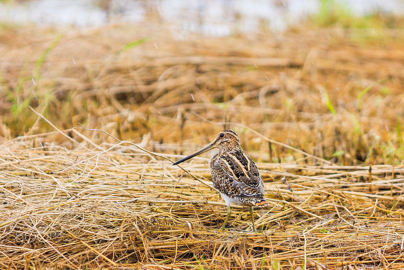 Canon EOS 40D + Canon EF 300mm f/2.8L sample photo. Common snipe photography