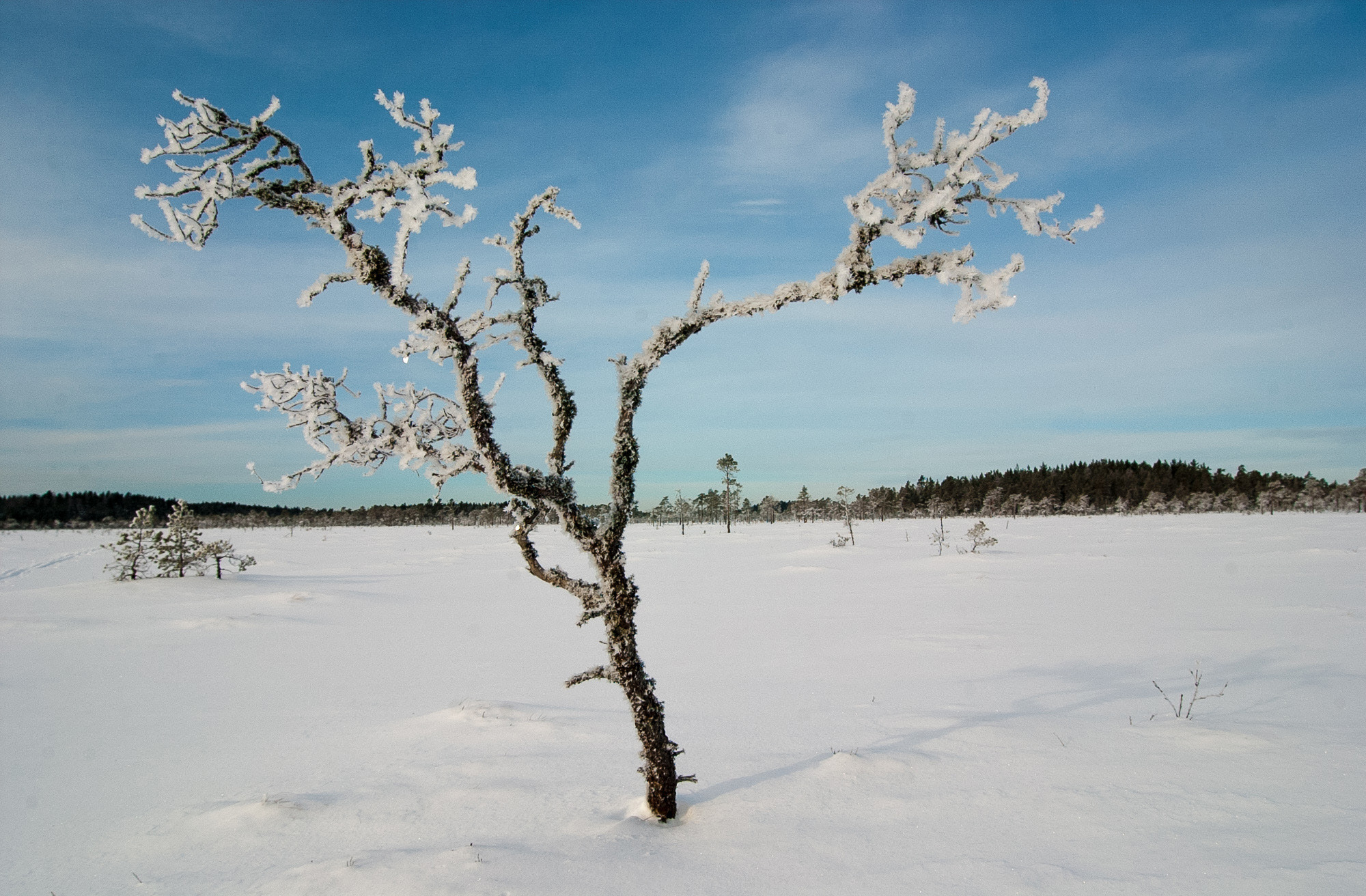 Nikon D1 sample photo. Frozen tree photography