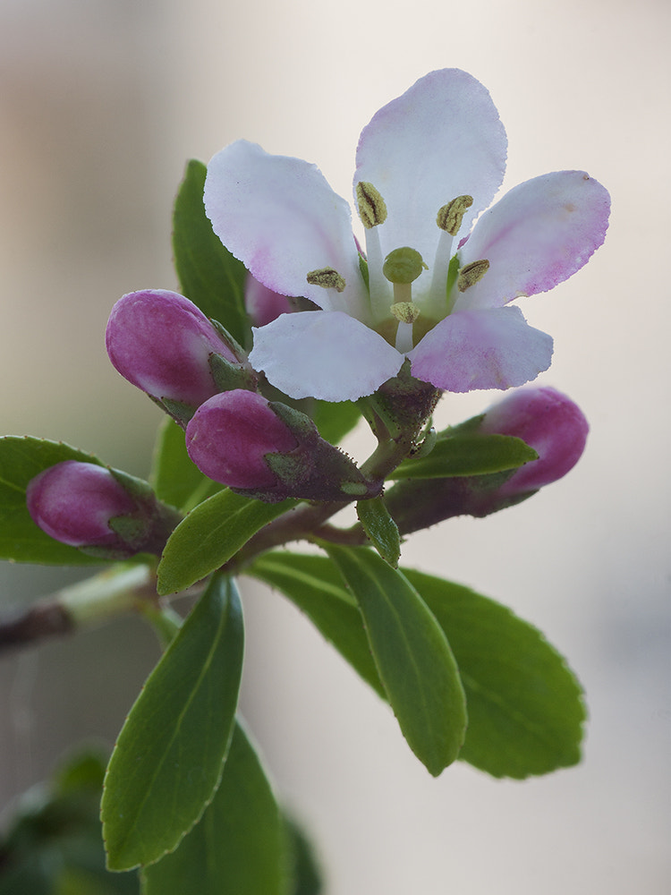 Tamron SP AF 90mm F2.8 Di Macro sample photo. Pureness photography