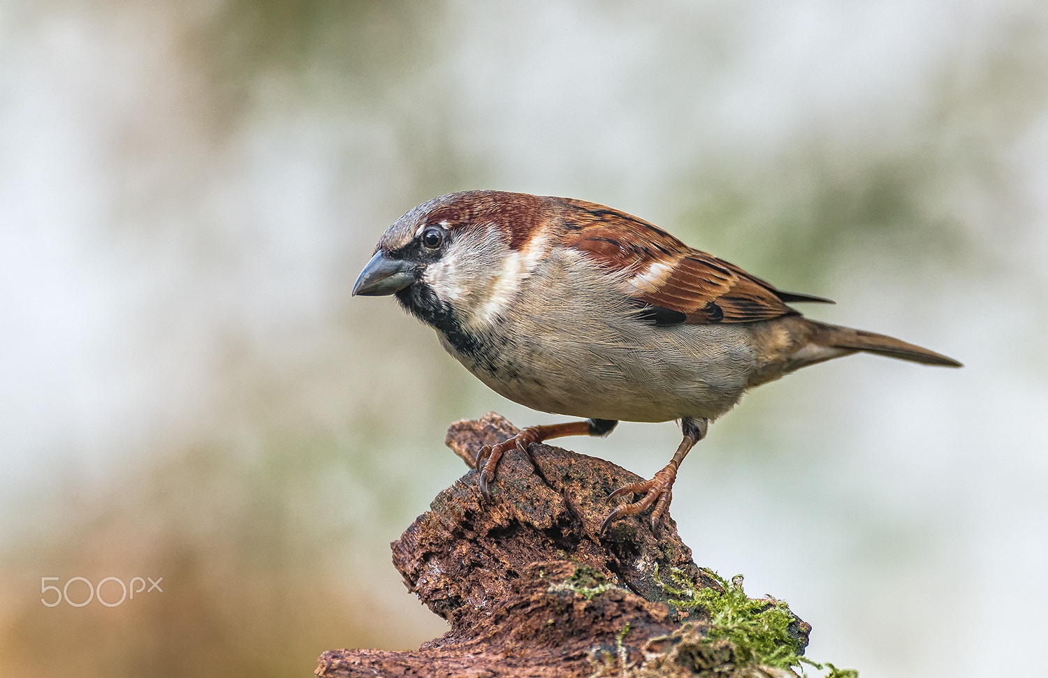 Nikon D300 sample photo. House sparrow photography