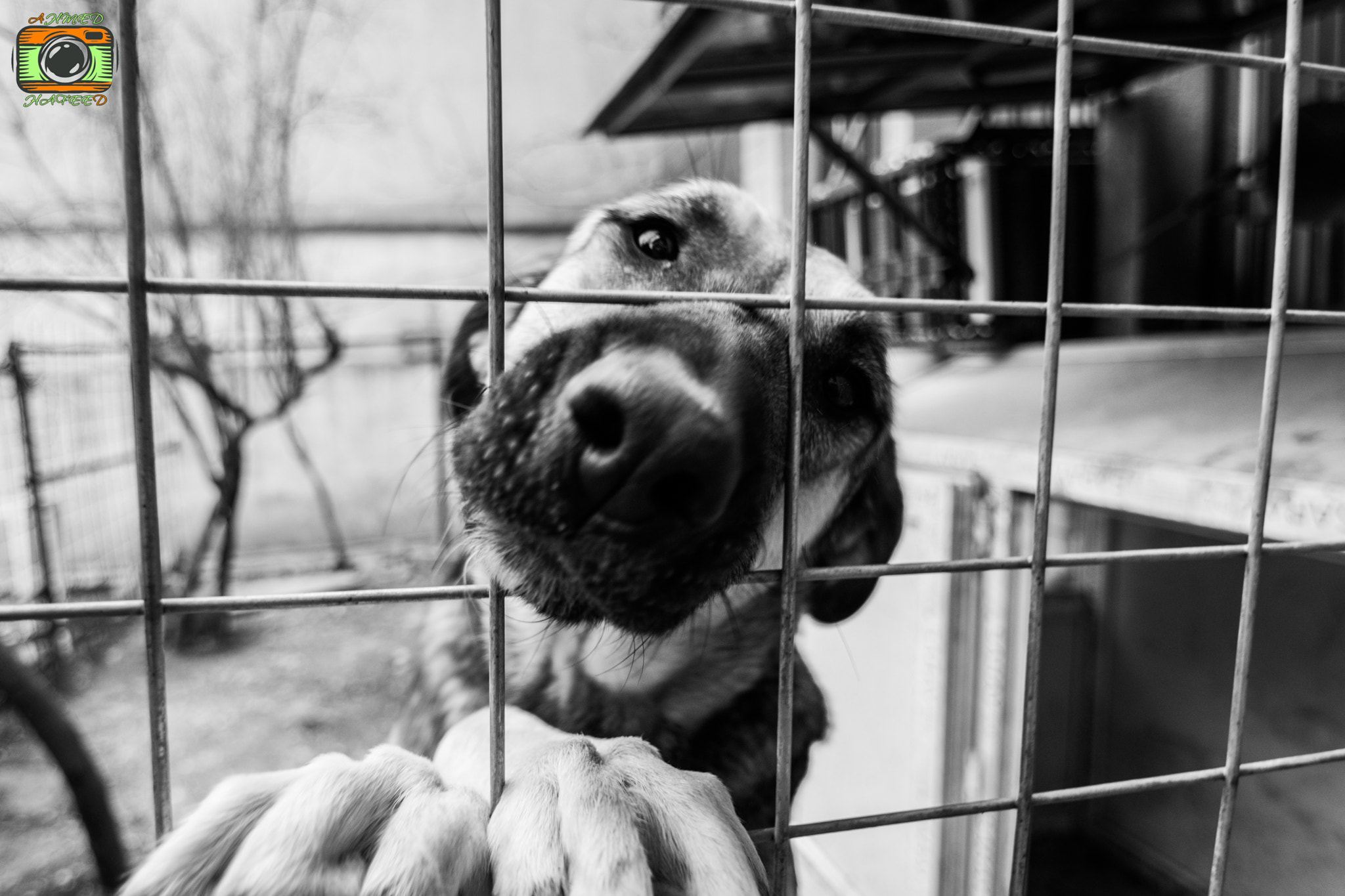 Nikon D3300 + Tokina AT-X Pro 11-16mm F2.8 DX II sample photo. Cali in prison photography
