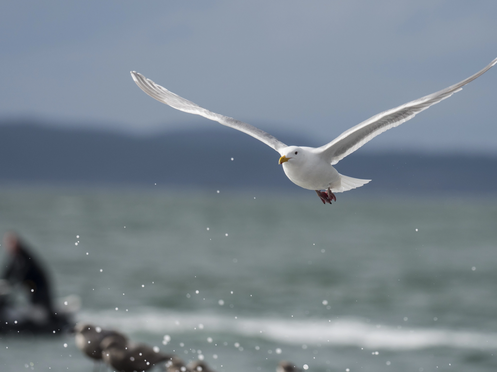 Olympus OM-D E-M5 II + OLYMPUS M.300mm F4.0 sample photo. Halo photography