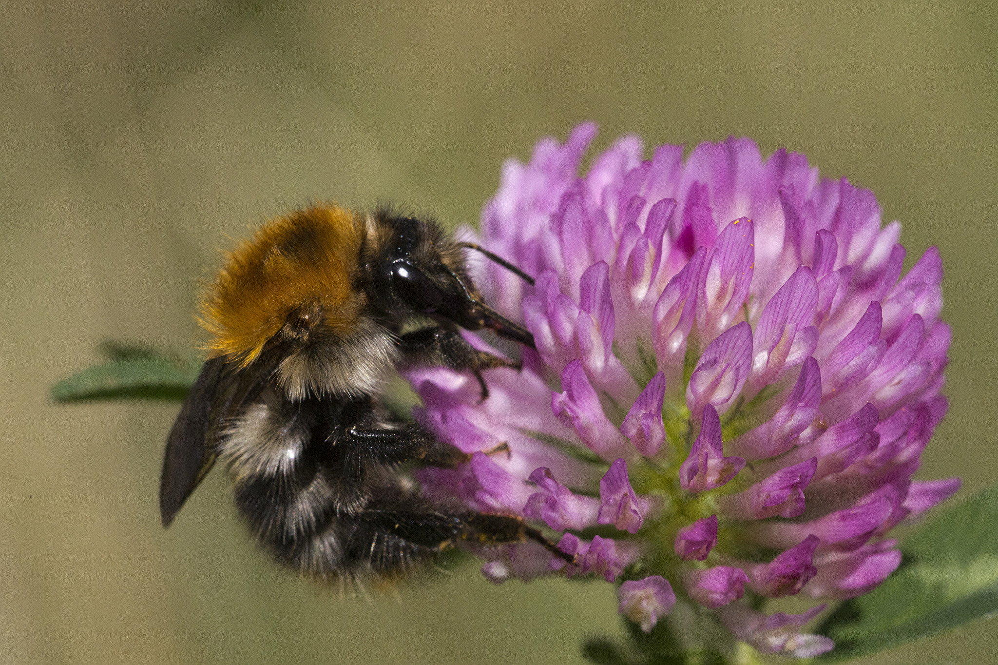 Canon EOS-1D X sample photo. Bumblebee photography