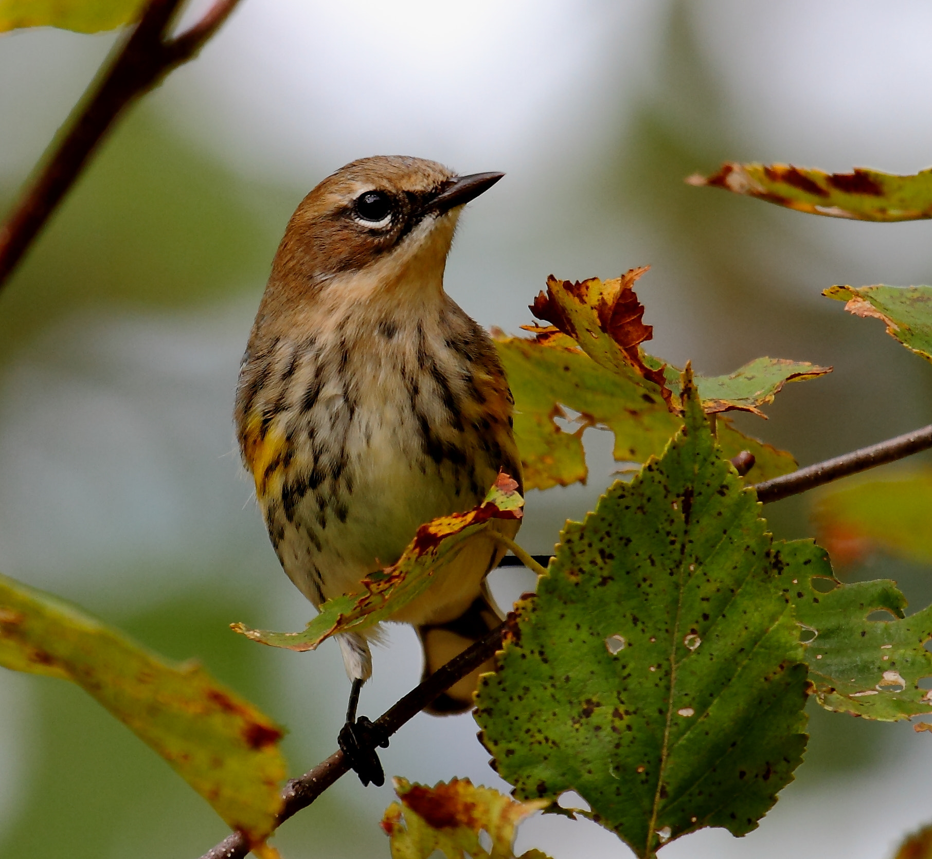 Canon EF 100-400mm F4.5-5.6L IS USM sample photo. Yellow-rumped warbler photography