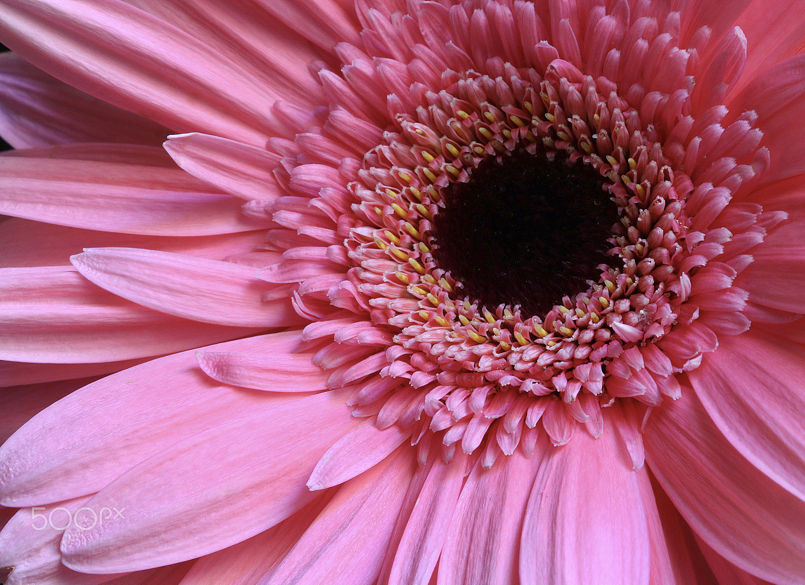 Canon EOS 760D (EOS Rebel T6s / EOS 8000D) sample photo. Gerbera daisy 0209 photography