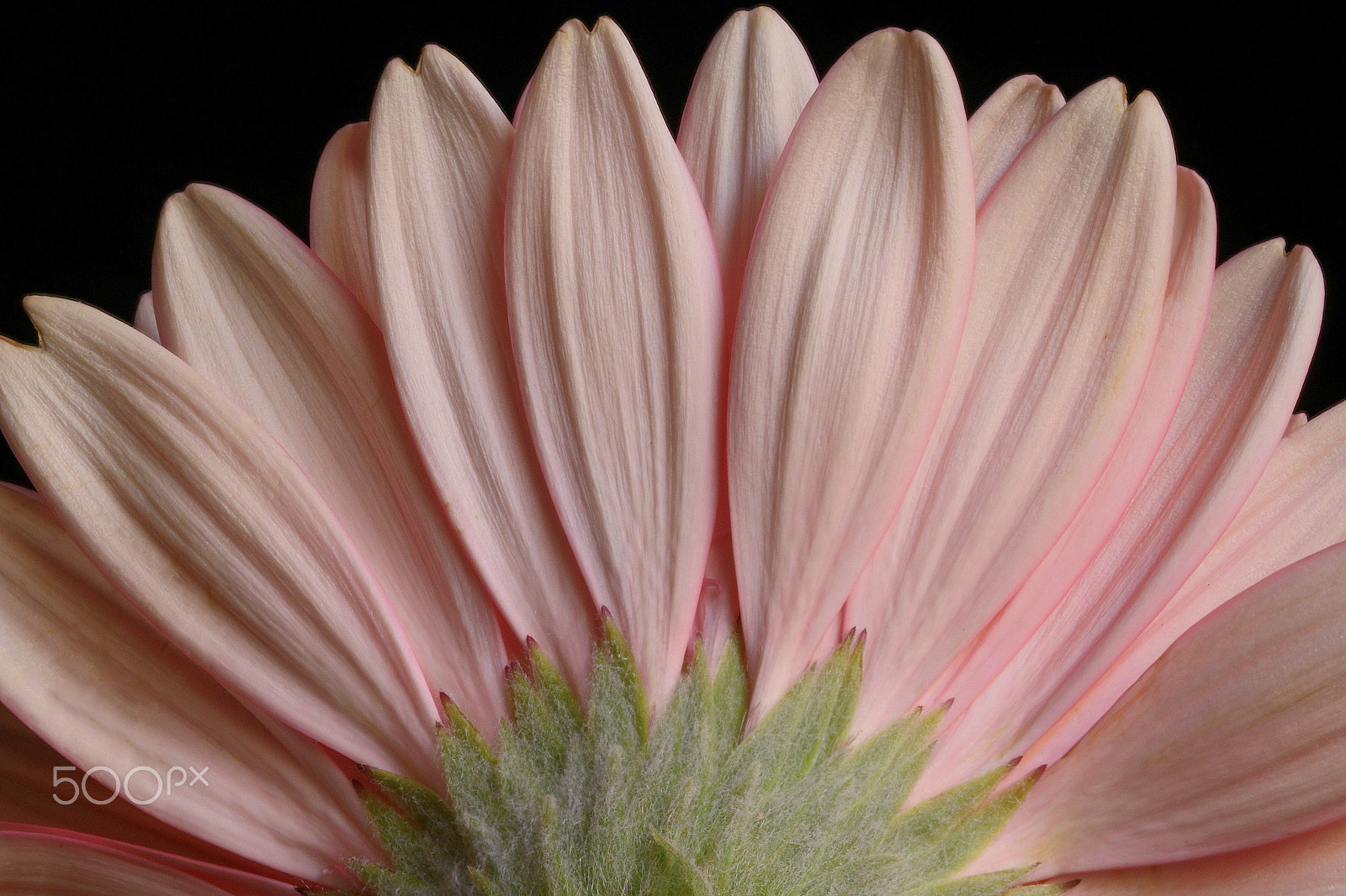 Canon EOS 760D (EOS Rebel T6s / EOS 8000D) sample photo. Gerber daisy 219 photography