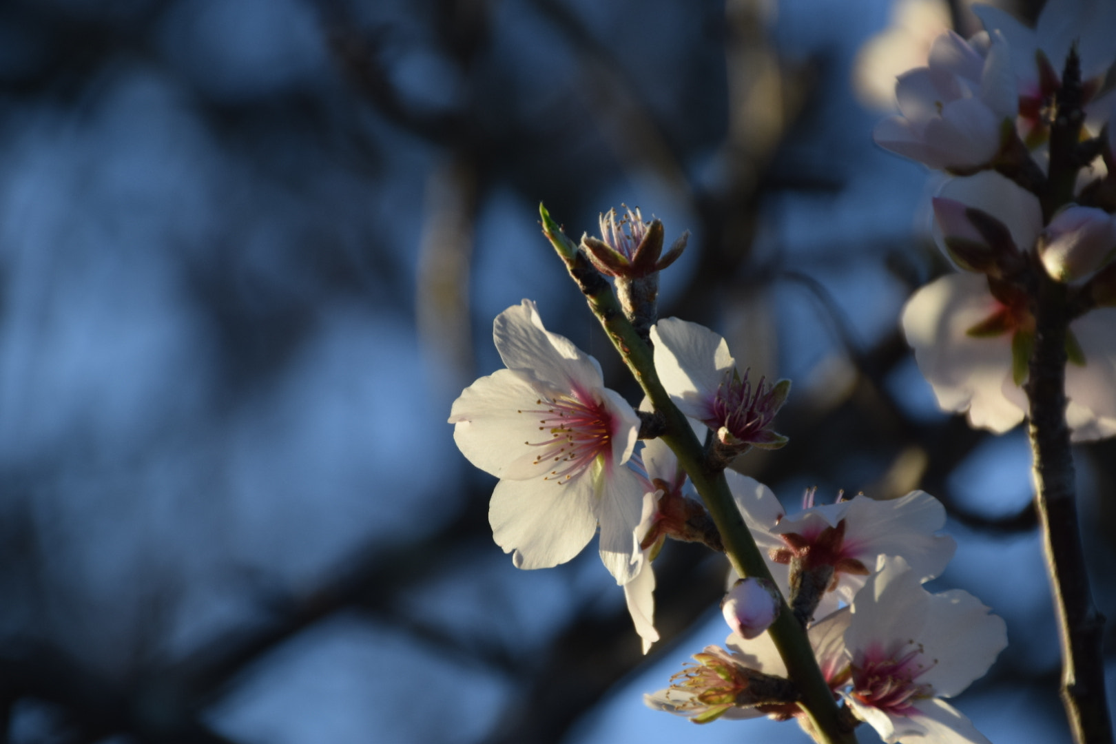 Nikon D3300 + Tamron 18-270mm F3.5-6.3 Di II VC PZD sample photo. Spring is in the air photography