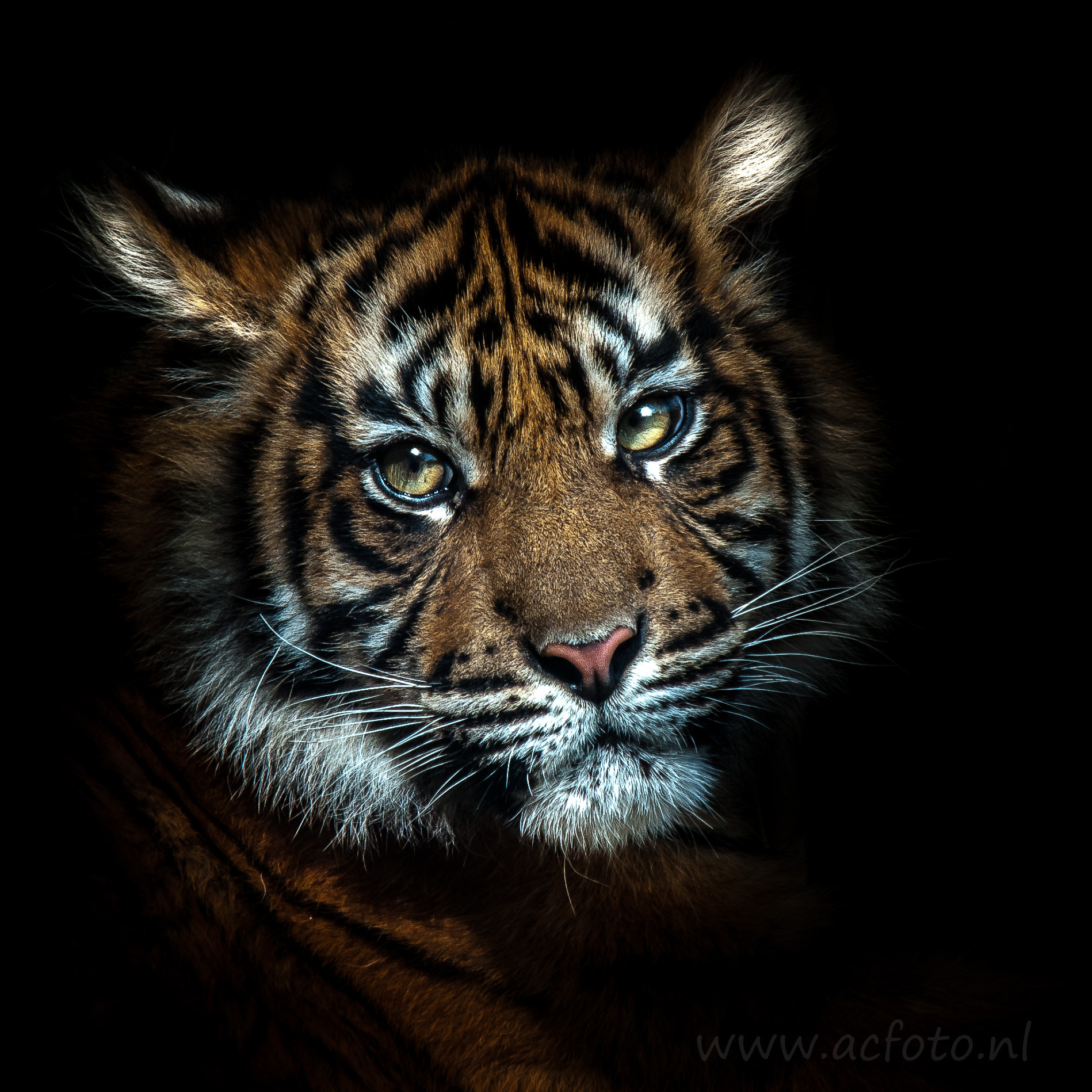 Nikon D300 sample photo. Tiger photography