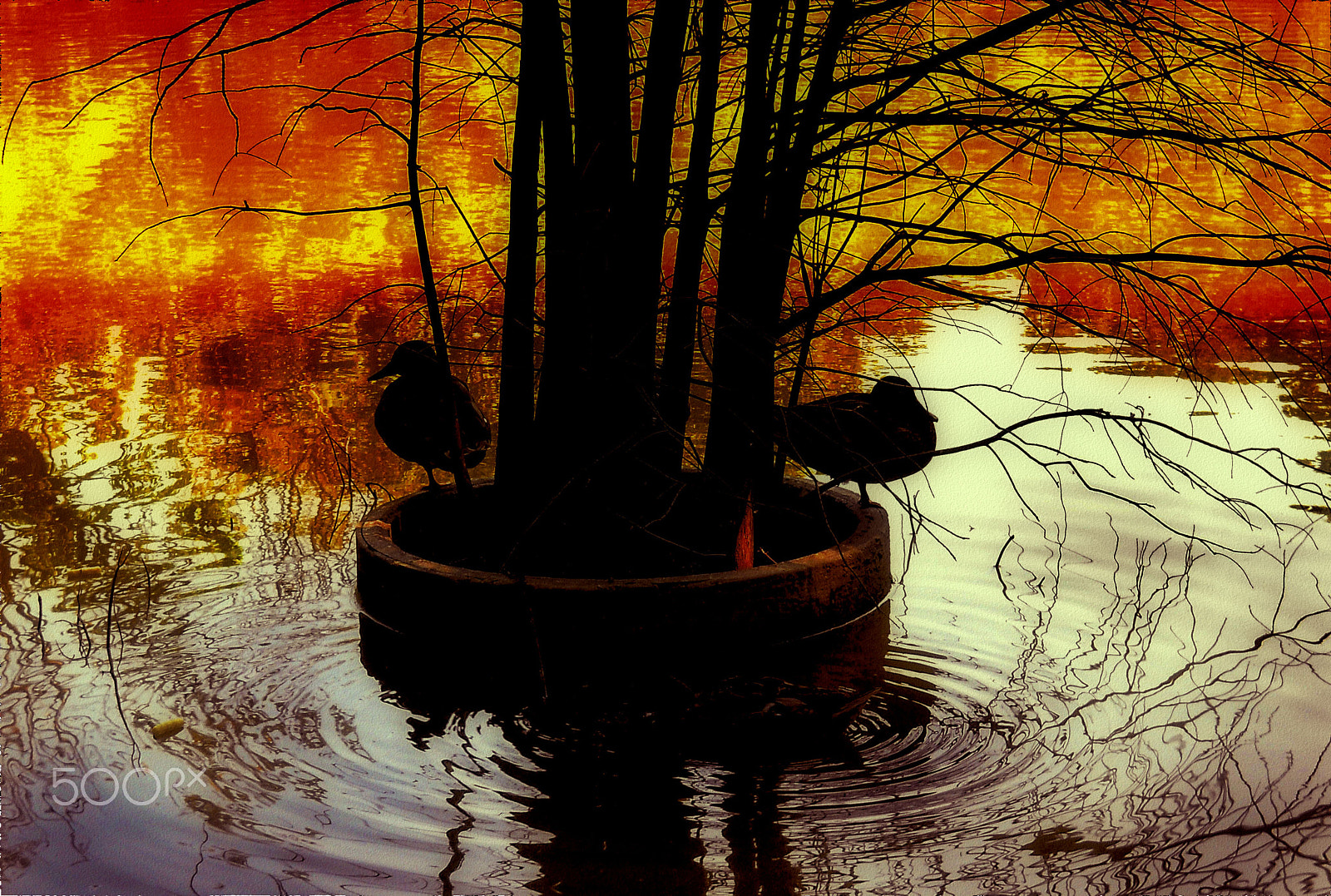 Nikon Coolpix L21 sample photo. Ducks on lake photography