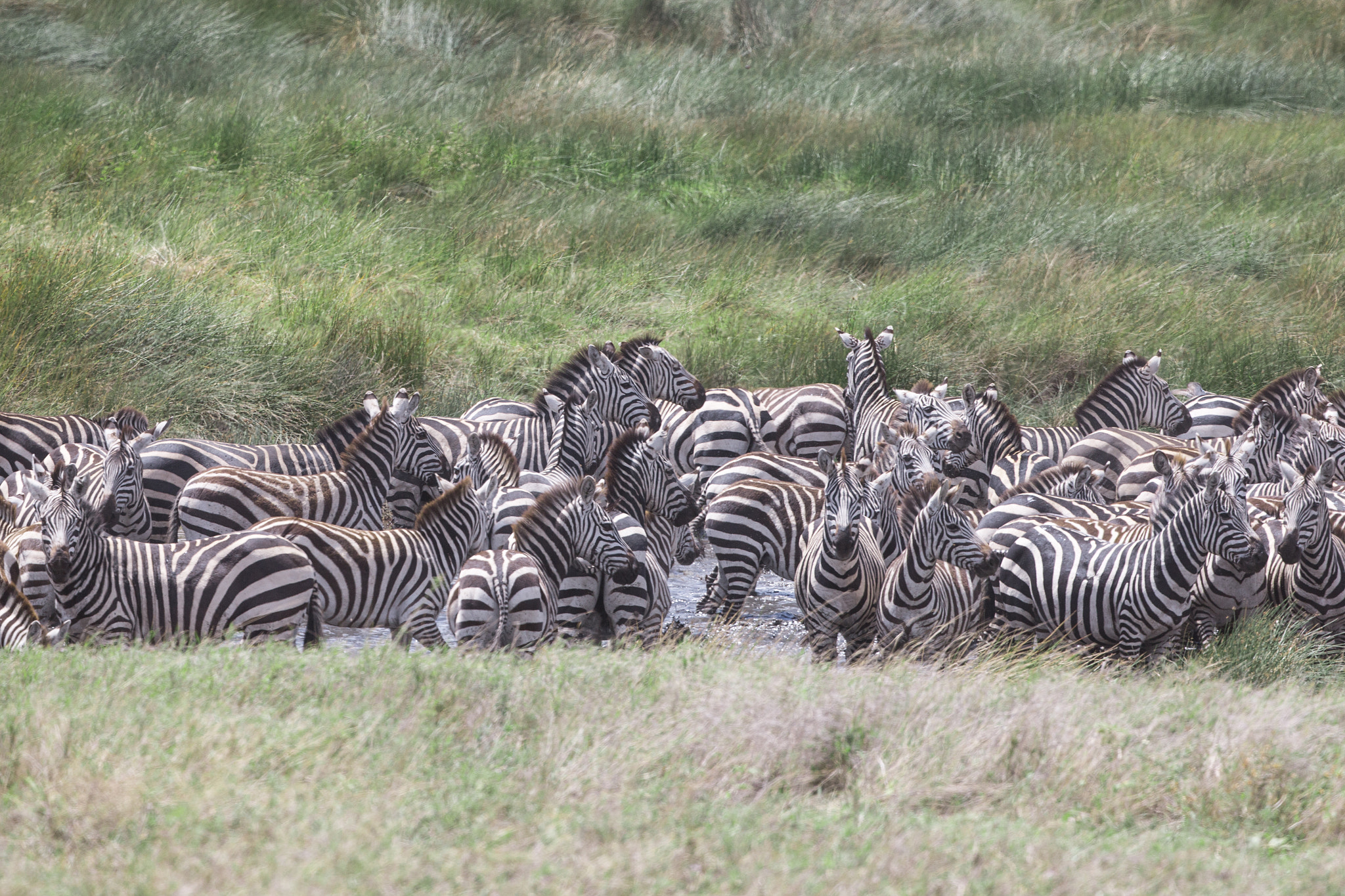 Canon EF 400mm F4 DO IS II USM sample photo. Zebra reunion photography