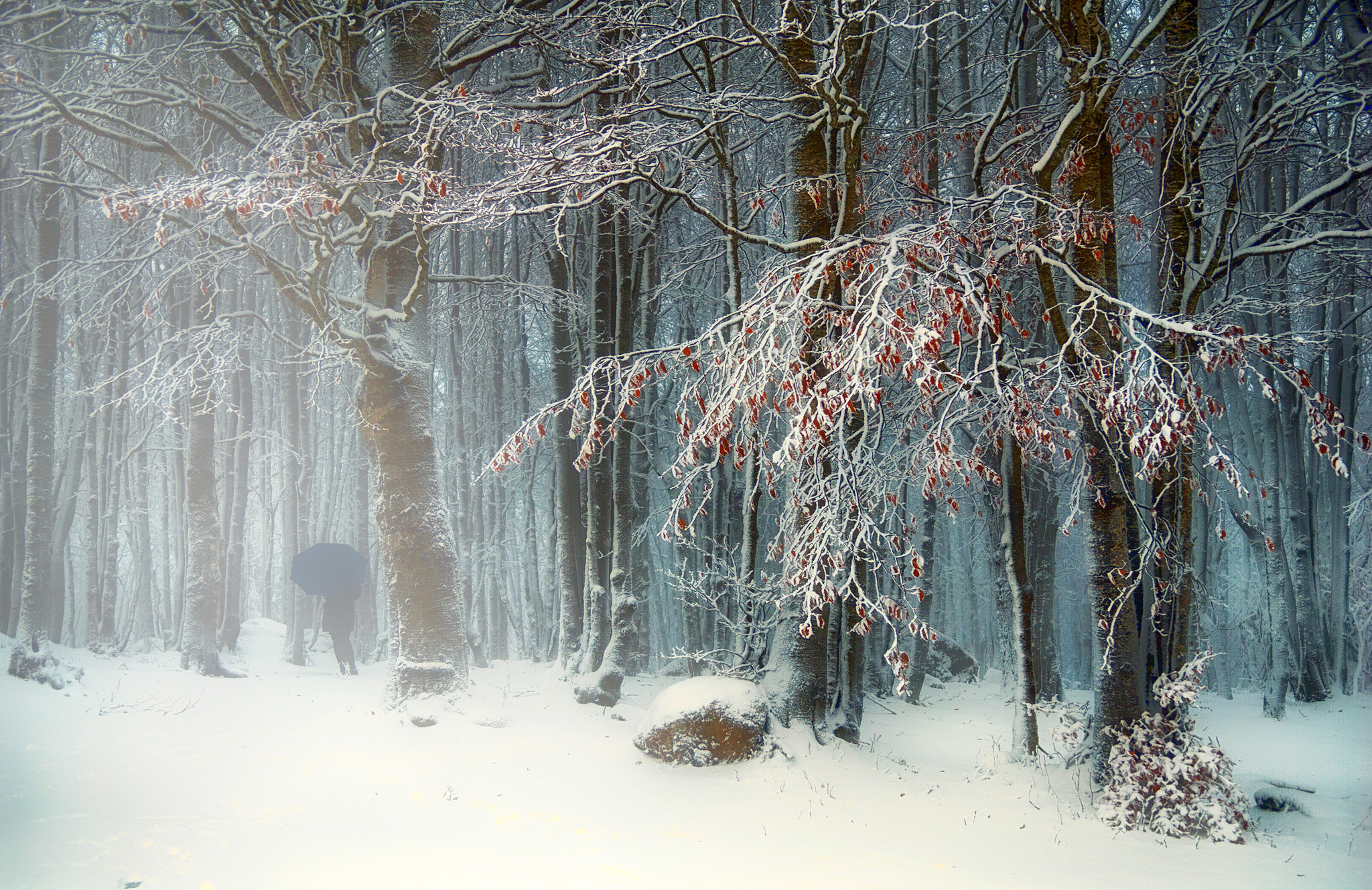 Nikon D200 sample photo. Into the forest photography