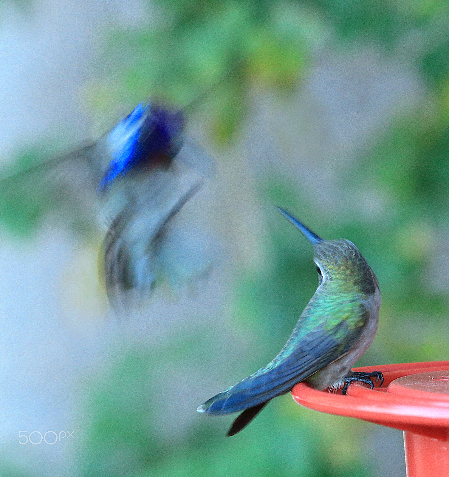 Canon EOS 80D + Canon EF 70-200mm F4L IS USM sample photo. Hummingbirds 8455 photography