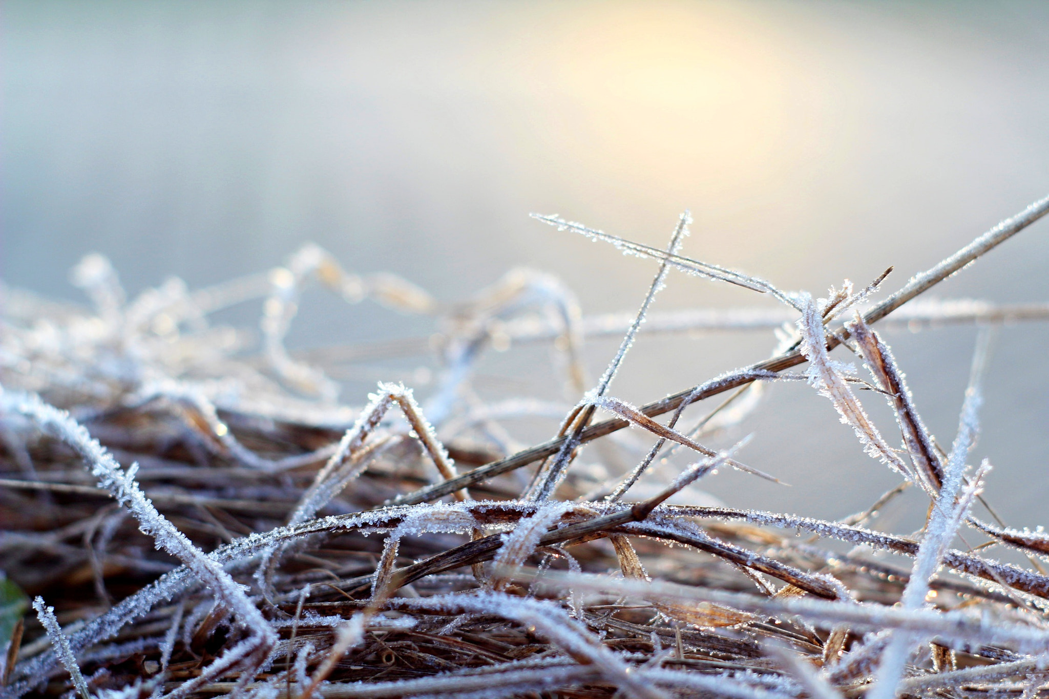 Canon EF 35-80mm f/4-5.6 sample photo. Winter in a grass photography