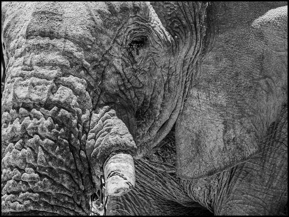 Nikon AF-Nikkor 80-200mm F2.8D ED sample photo. Elephant photography