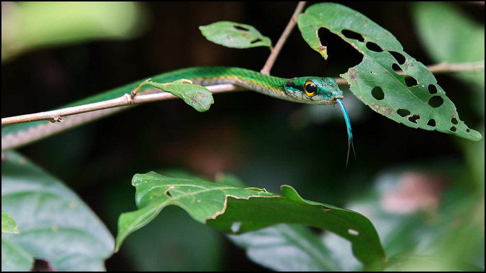 Tamron SP 70-200mm F2.8 Di VC USD sample photo. Parrot snake photography