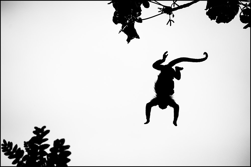 Tamron SP 70-200mm F2.8 Di VC USD sample photo. Howler monkey's jump photography