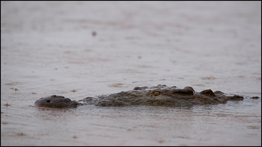 Tamron SP 70-200mm F2.8 Di VC USD sample photo. Crocodile photography