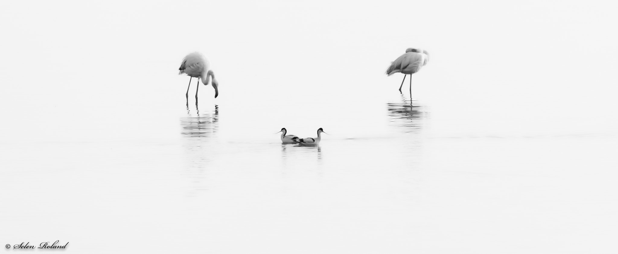 Nikon D4 sample photo. Flamingo's met kluten - flamingos with acocet photography