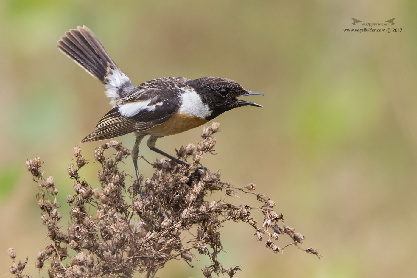 Canon EF 600mm F4L IS II USM sample photo. Schwarzkehlchen / stonechat photography