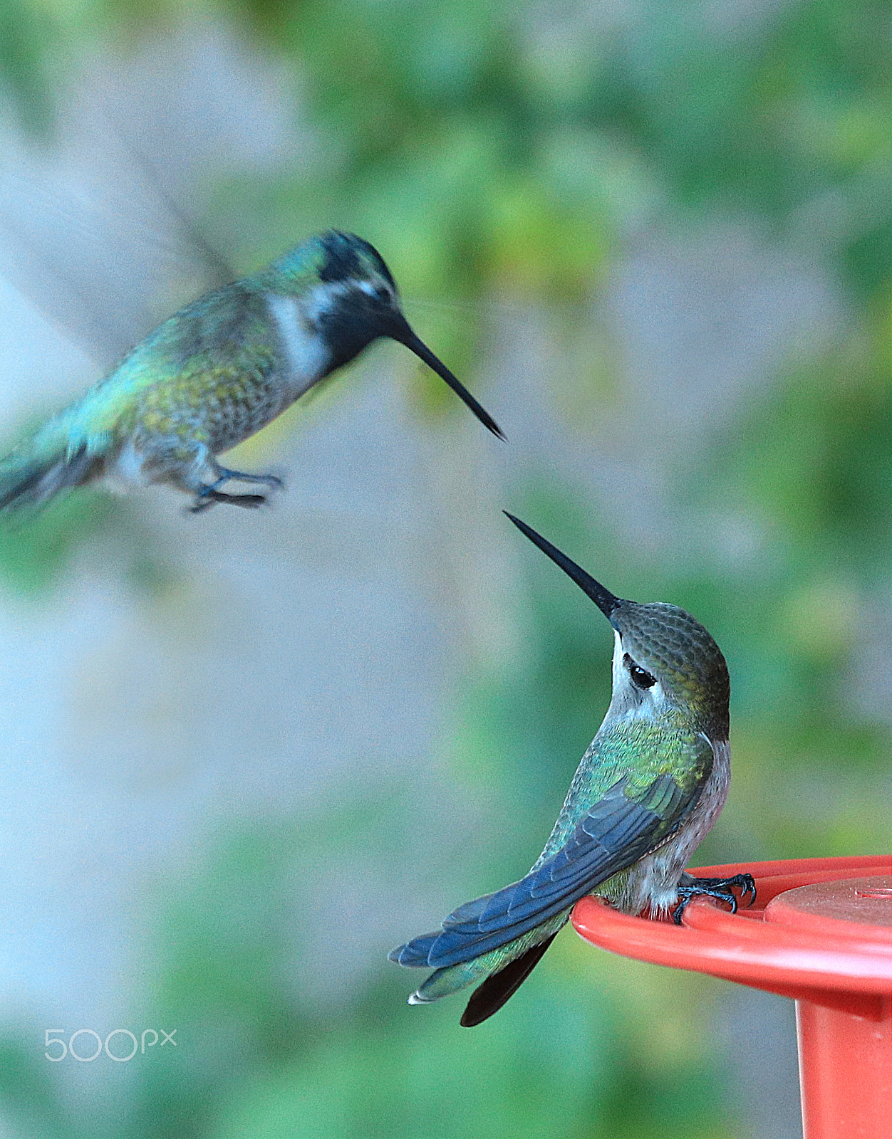Canon EOS 80D + Canon EF 70-200mm F4L IS USM sample photo. Hummingbirds 8458 photography