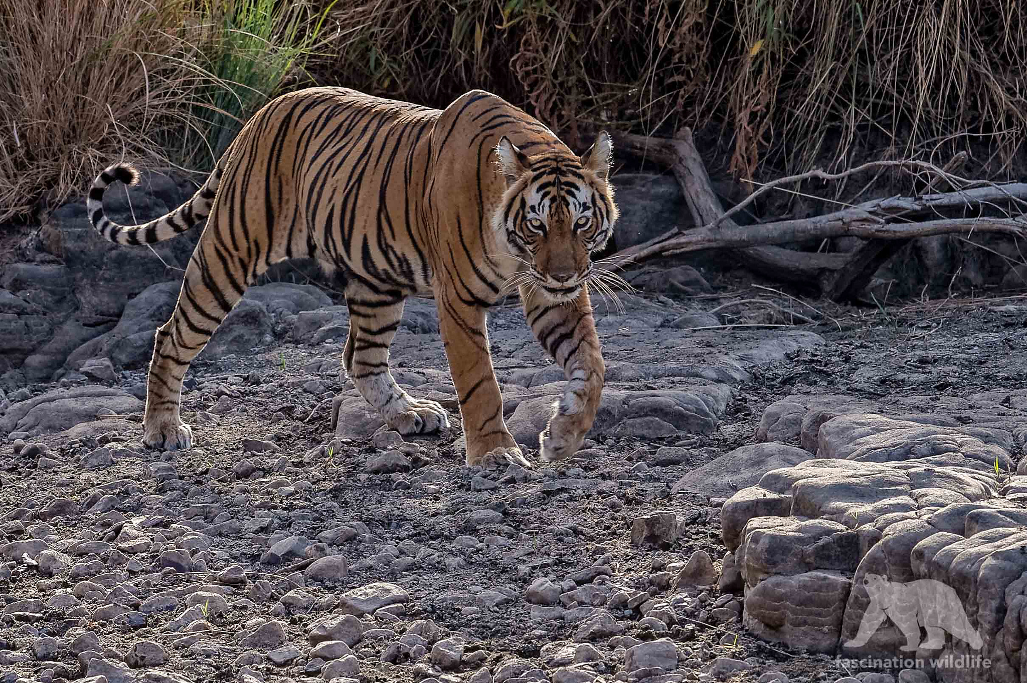 Nikon D4S sample photo. Beautiful predator photography