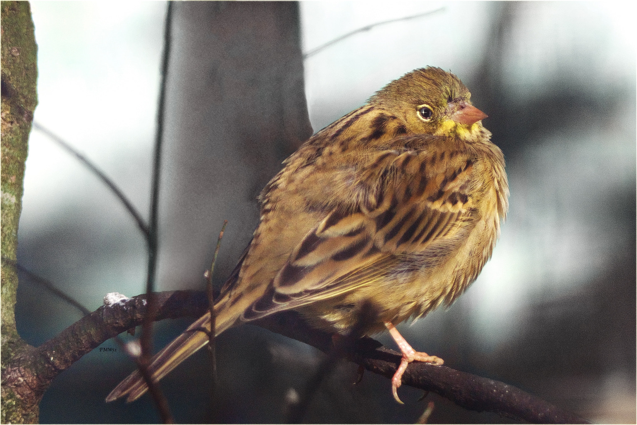 Sony ILCA-77M2 + Sony 70-400mm F4-5.6 G SSM sample photo. Serin portrait in profile photography