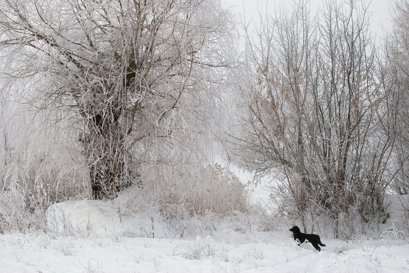 Nikon D80 + Nikon AF-S DX Nikkor 35mm F1.8G sample photo. Winter landscape photography