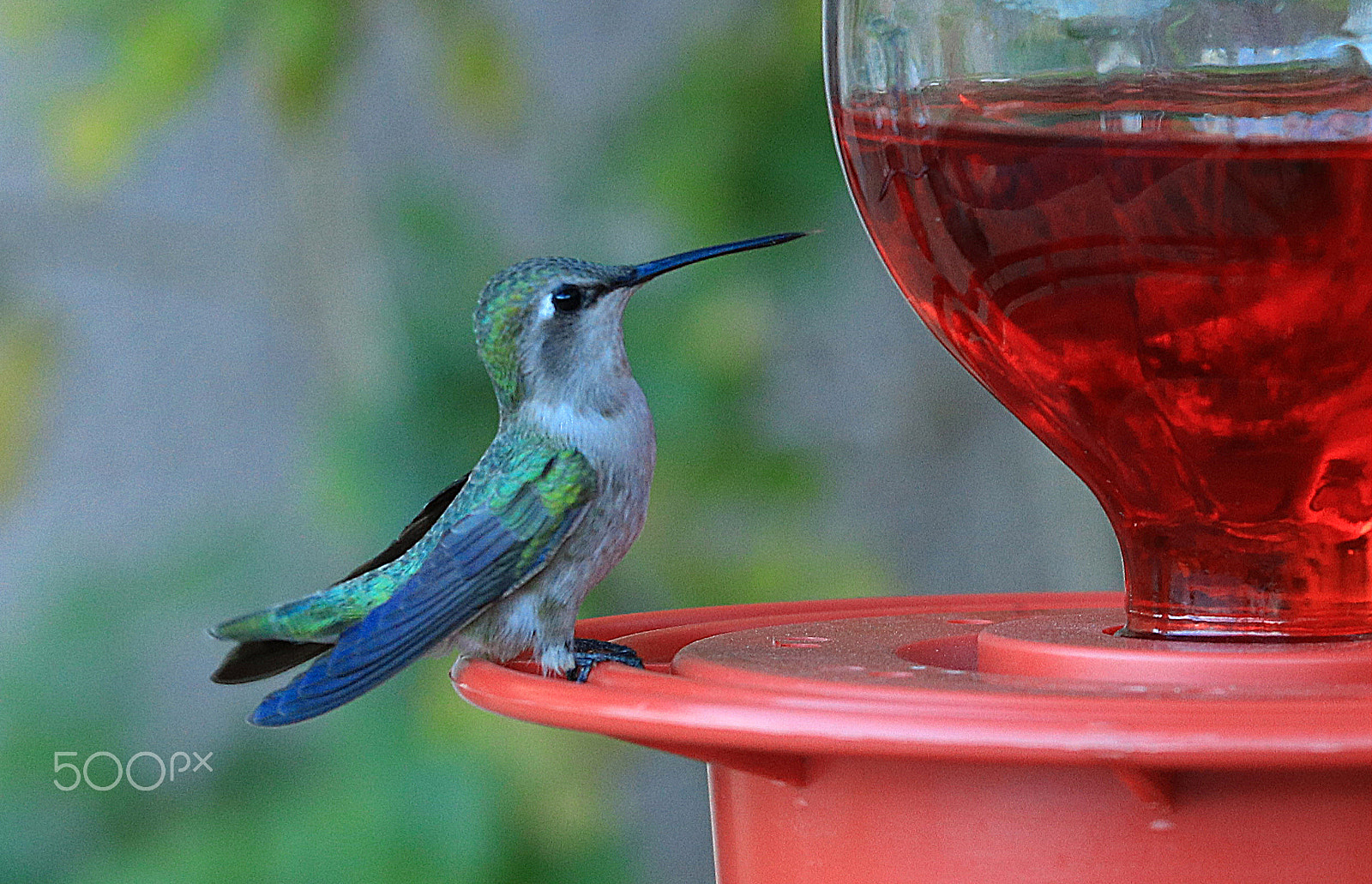 Canon EOS 80D + Canon EF 70-200mm F4L IS USM sample photo. Hummingbird 8445 photography