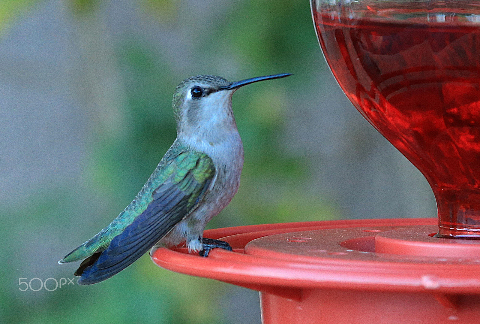 Canon EOS 80D + Canon EF 70-200mm F4L IS USM sample photo. Hummingbird 8443 photography