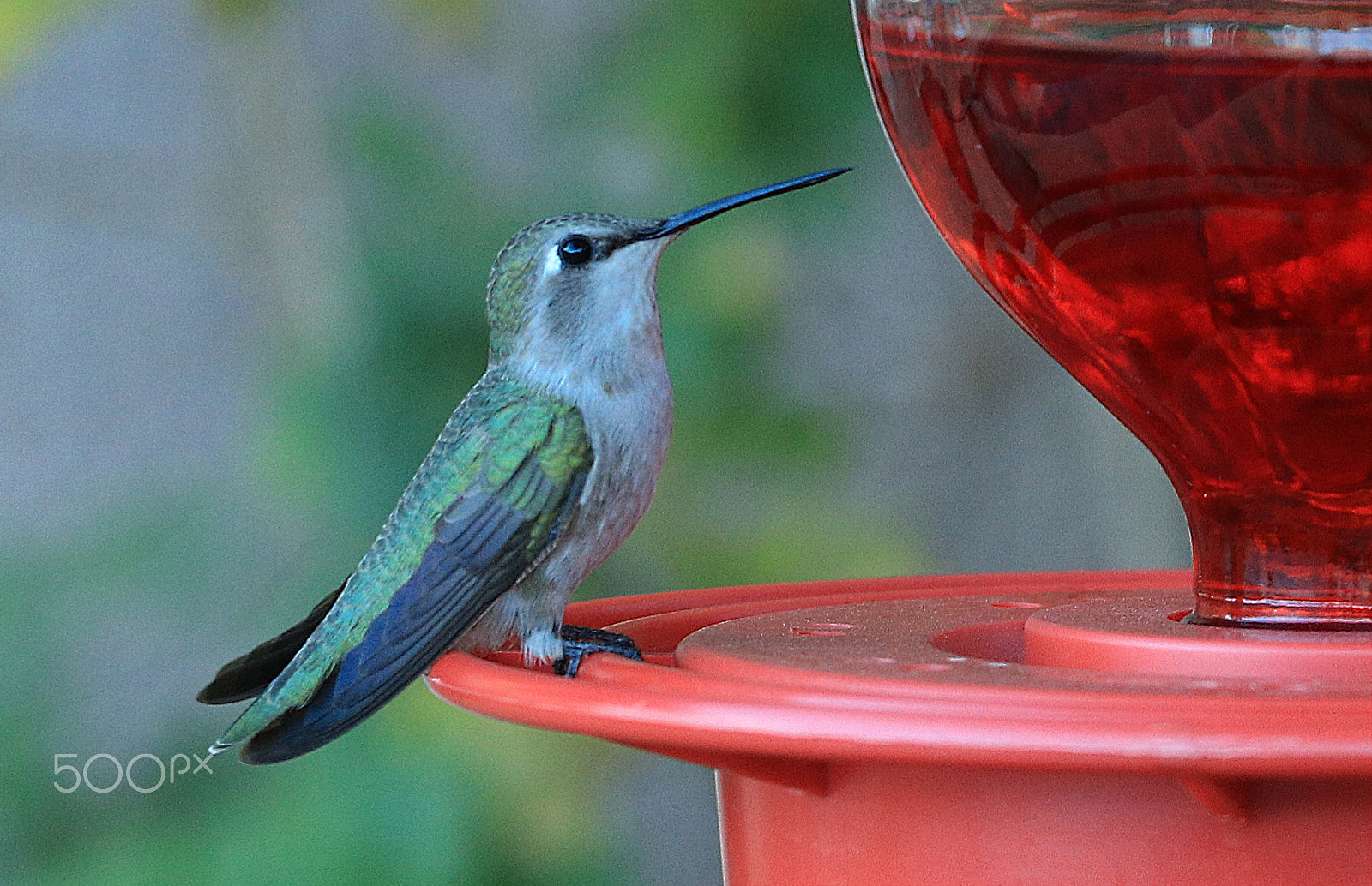 Canon EOS 80D + Canon EF 70-200mm F4L IS USM sample photo. Hummingbird 8383 photography