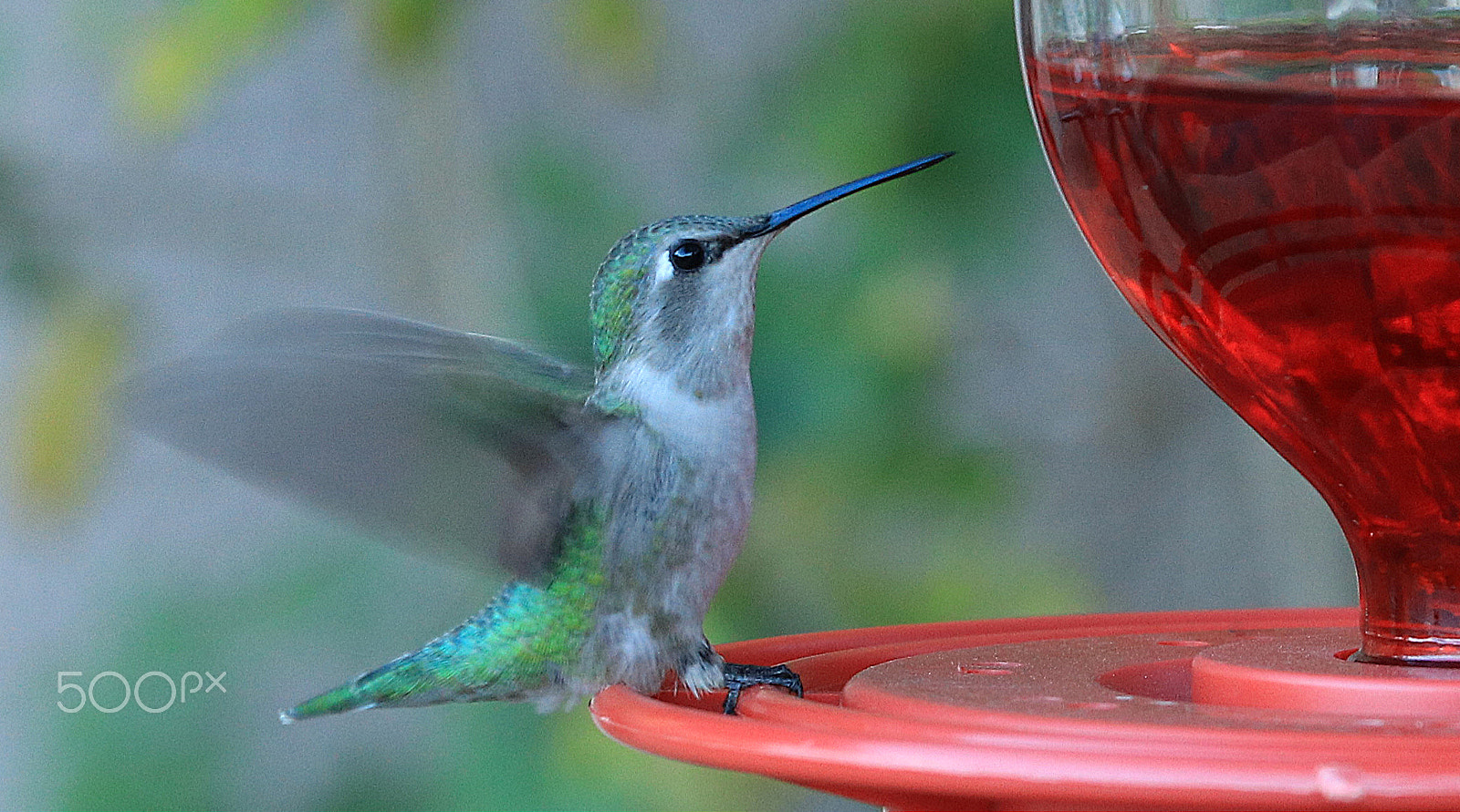 Canon EOS 80D + Canon EF 70-200mm F4L IS USM sample photo. Hummingbird 8356 photography