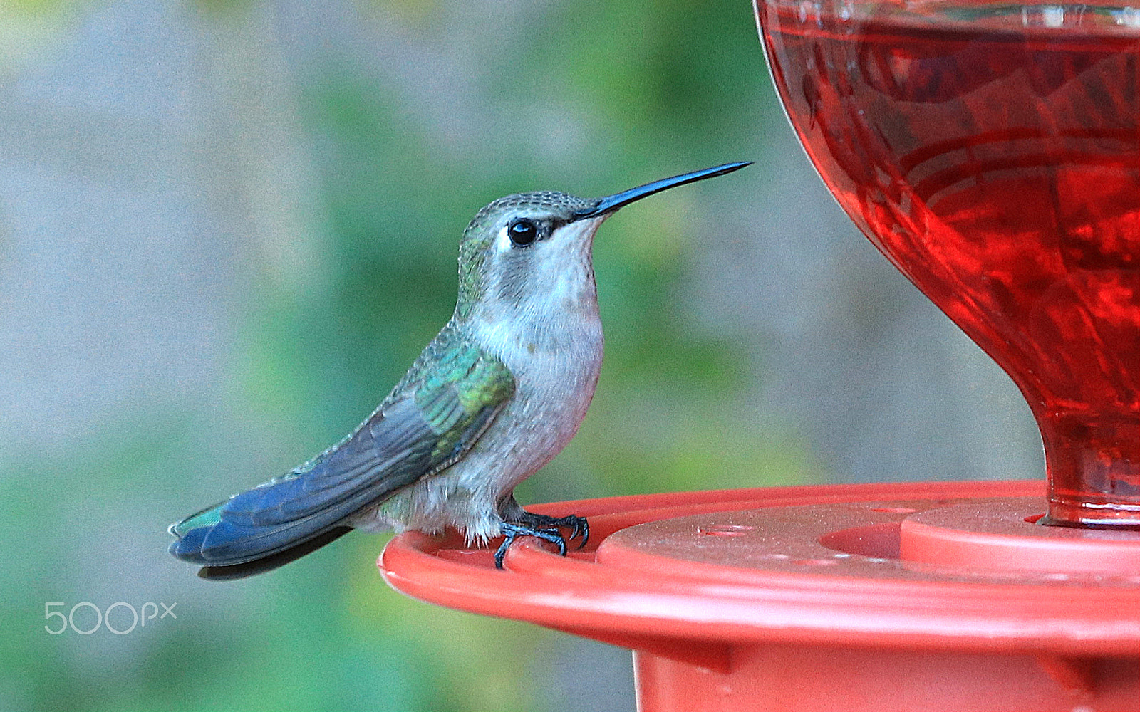 Canon EOS 80D + Canon EF 70-200mm F4L IS USM sample photo. Hummingbird 8346 photography