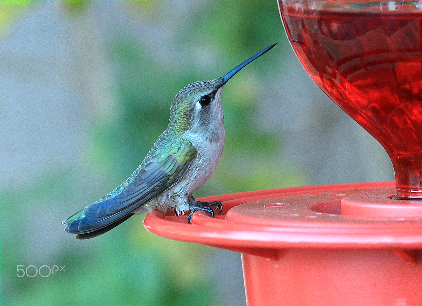 Canon EOS 80D + Canon EF 70-200mm F4L IS USM sample photo. Hummingbird 8340 photography