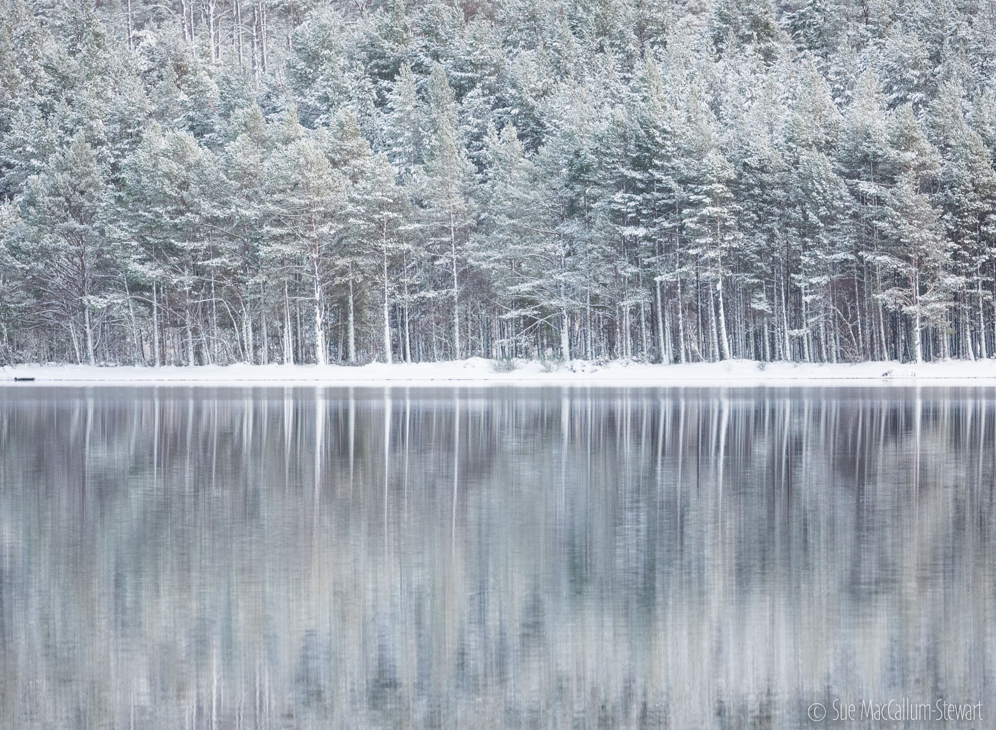 Olympus OM-D E-M1 + OLYMPUS M.300mm F4.0 sample photo. Trees, snow and a reflection photography