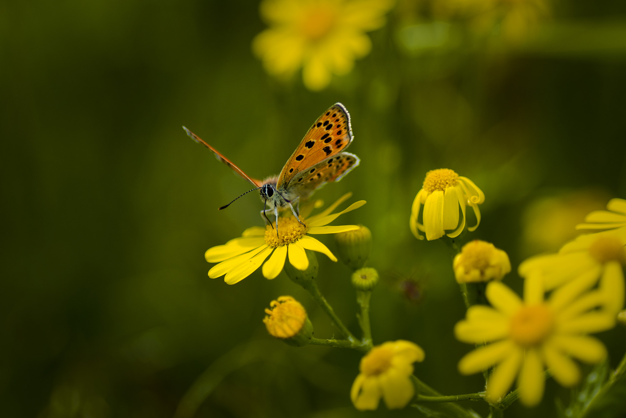 Pentax K-3 + Tamron SP AF 90mm F2.8 Di Macro sample photo. Червонец photography