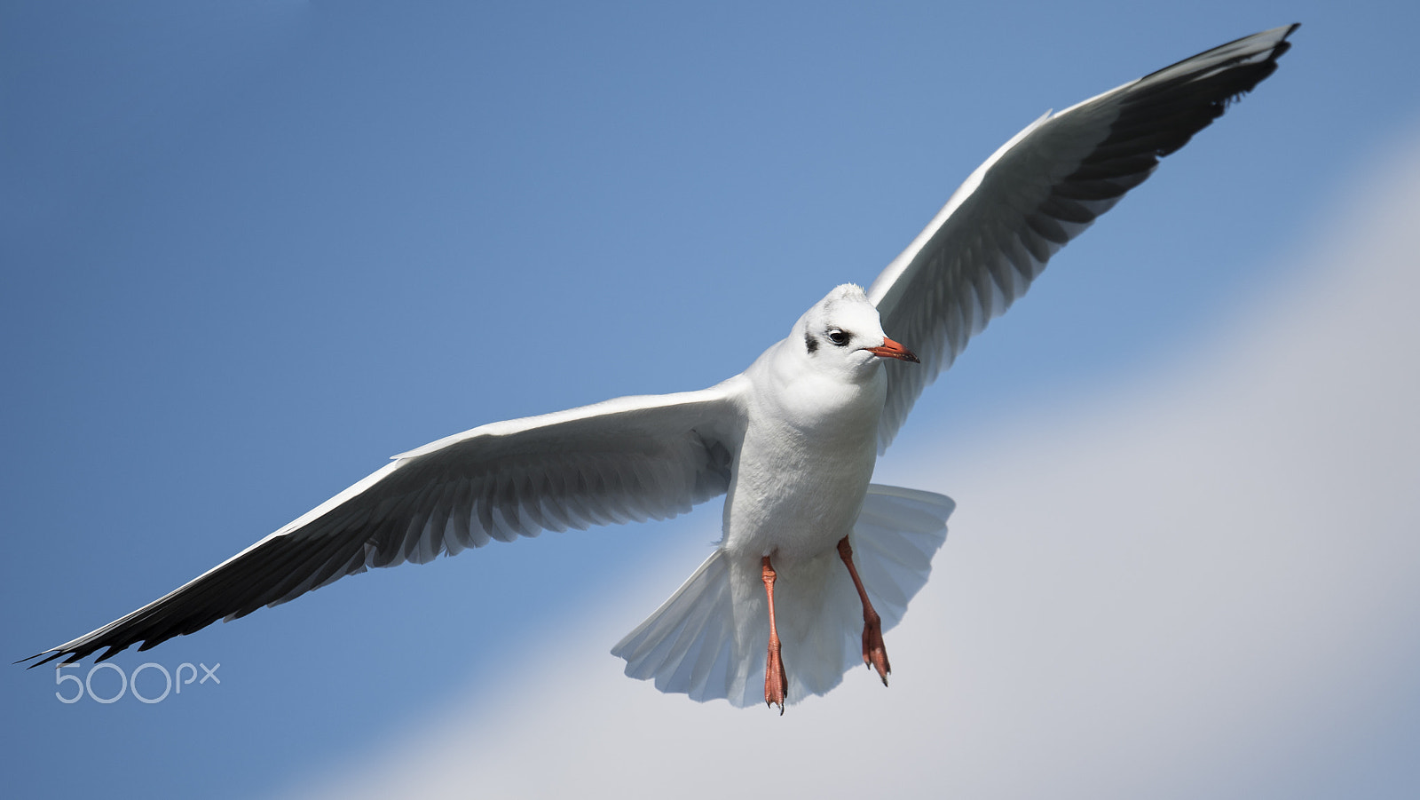 Tamron SP 70-200mm F2.8 Di VC USD sample photo. Seagull photography