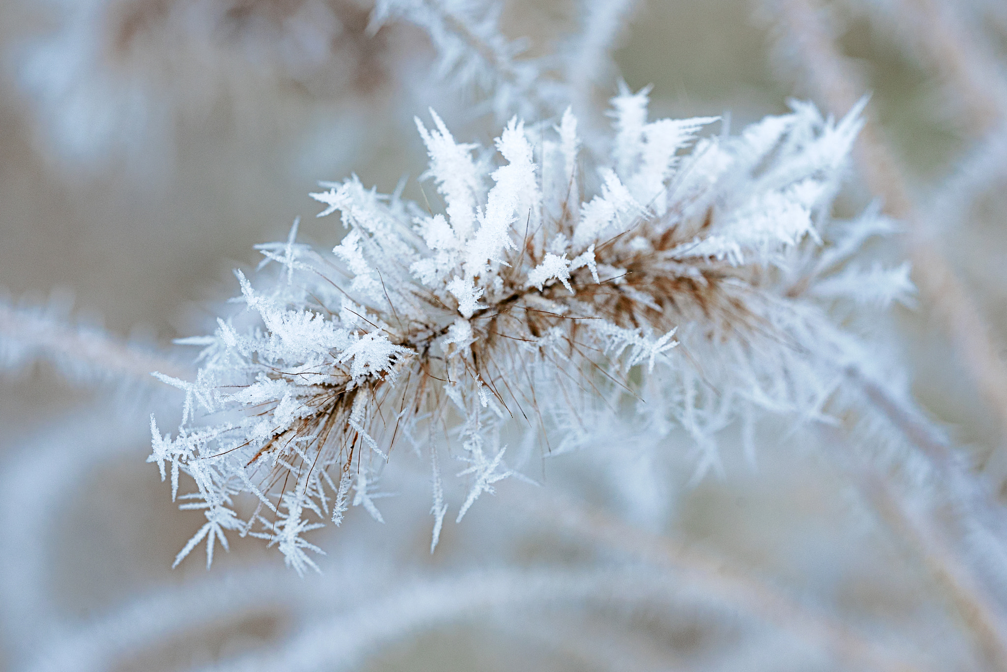 Sigma 150mm F2.8 EX DG OS Macro HSM sample photo. Frozen flower photography