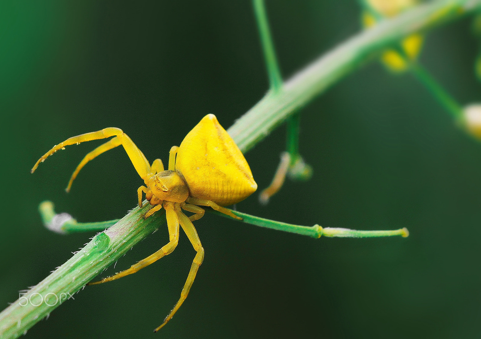Sigma APO Macro 150mm f/2.8 EX DG HSM sample photo. Yellow crab spider photography