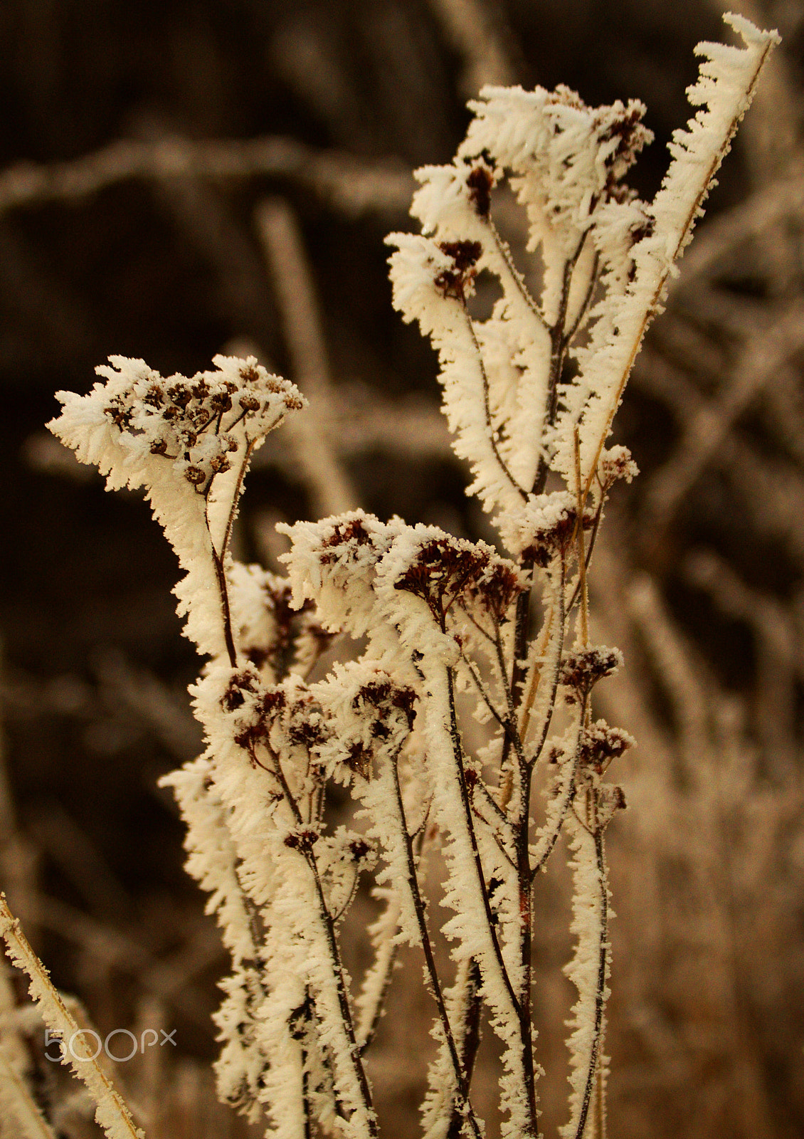55.00 - 200.00 mm f/4.0 - 5.6 sample photo. Frozen photography