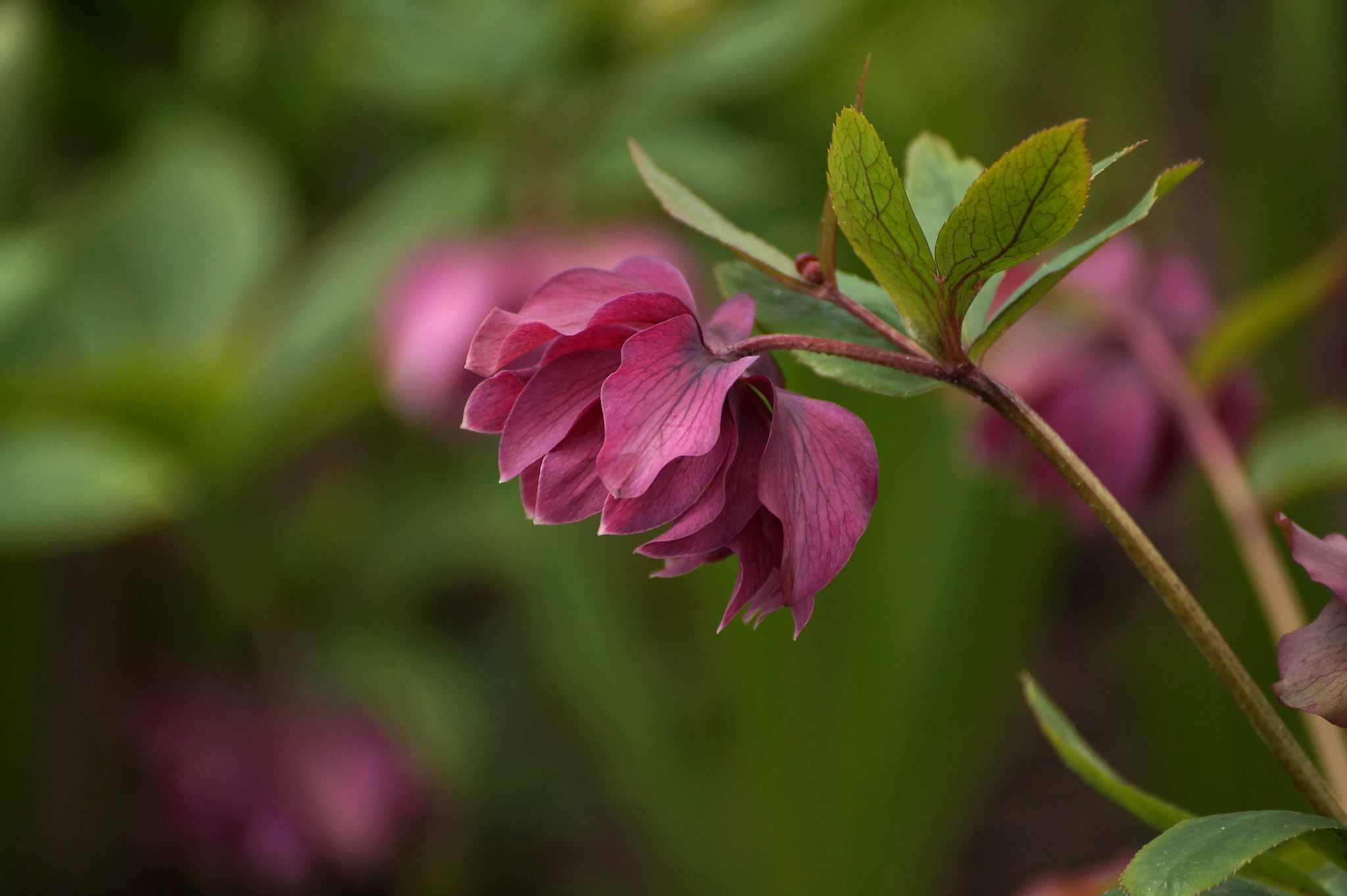 Sony DT 55-300mm F4.5-5.6 SAM sample photo. Helleborus photography