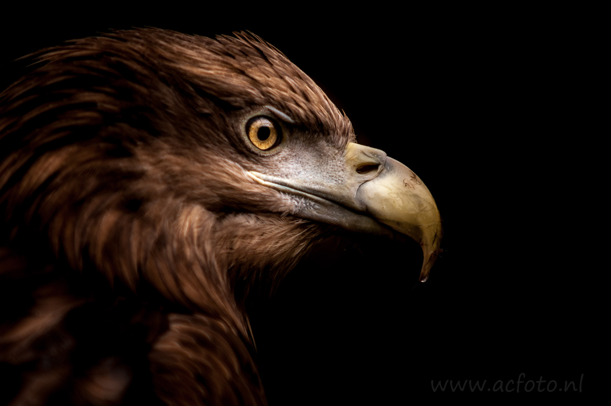 Sigma 70-200mm F2.8 EX DG Macro HSM II sample photo. Sea ​​eagle photography