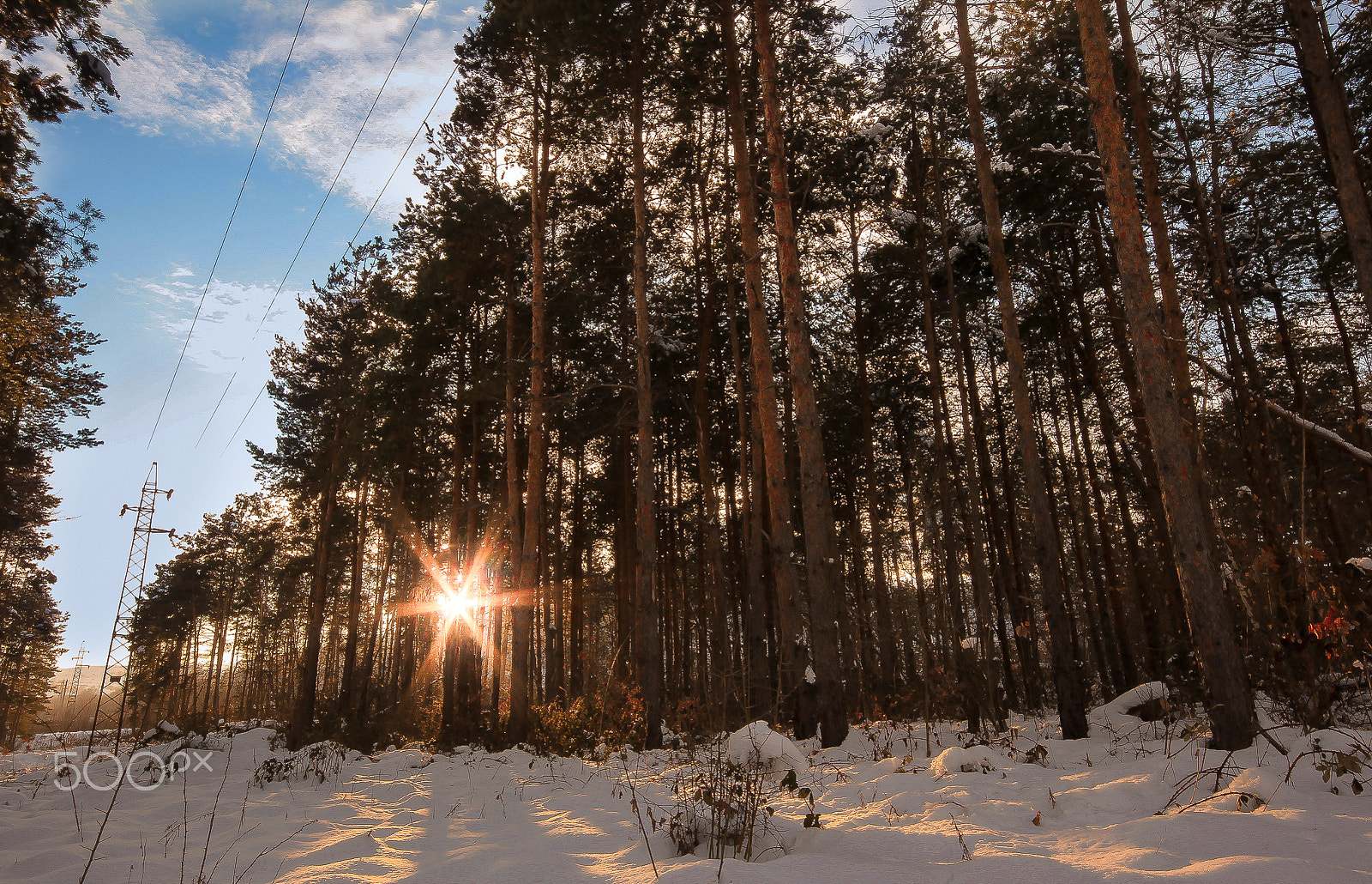 Sigma 10-20mm F4-5.6 EX DC HSM sample photo. Forest photography