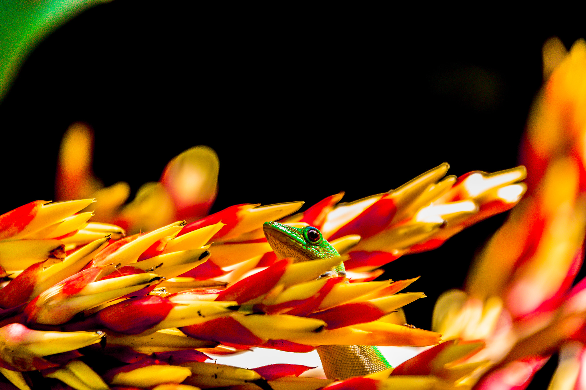 Nikon D800E sample photo. Foster photography